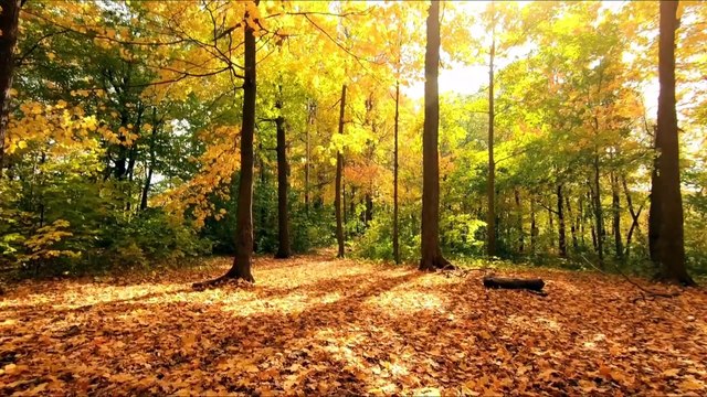 Harmonious Hush: Ambient Sounds for Serenity