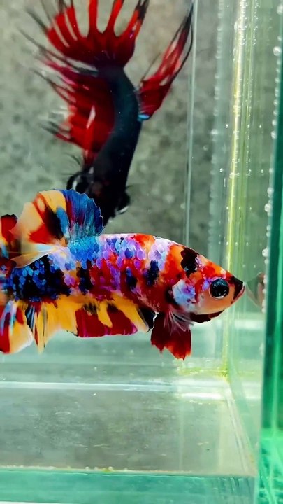 Betta Fish