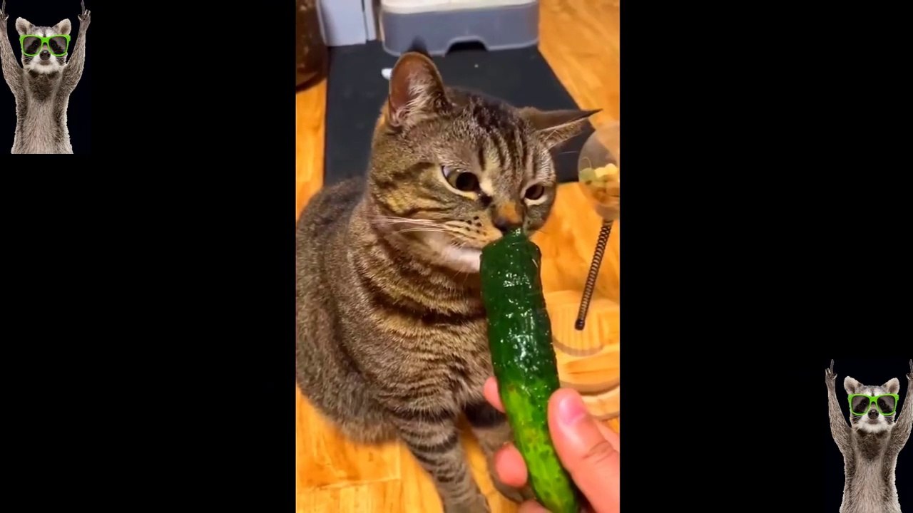 New Funny Animals Video 2023 _ Funniest Cats and Dogs Videos _ New Funny Video Of Cat And Dogs #280
