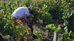 Produção mundial de vinho cai para nível mais baixo em 60 anos devido a geadas e seca