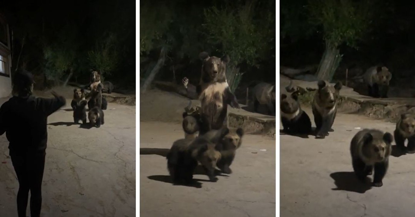 No todos los días se ve a una familia de osos en la puerta de tu casa