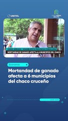 Mortandad de ganado afecta a 6 municipios del chaco cruceño