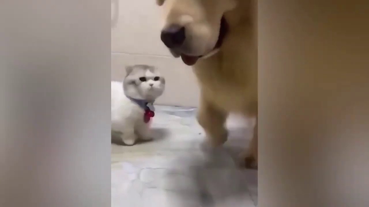 New Funny Animals Video 2023 _ Funniest Cats and Dogs Videos _ New Funny Video Of Cat And Dogs #275