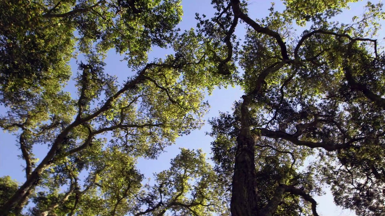 JOAN BAEZ AM NOISE Film