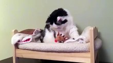 Cute and Funny sleeping cat compilation
