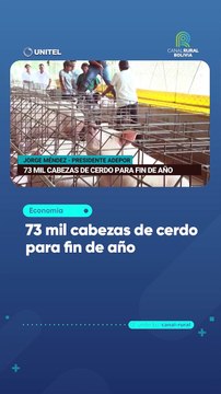 Productores engordan 73.000 cerdos para garantizar el abastecimiento para fin de año