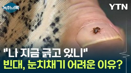 가려워서 긁다 보니 빈대?...물린 사실 눈치채기 어려운 이유 [Y녹취록] / YTN