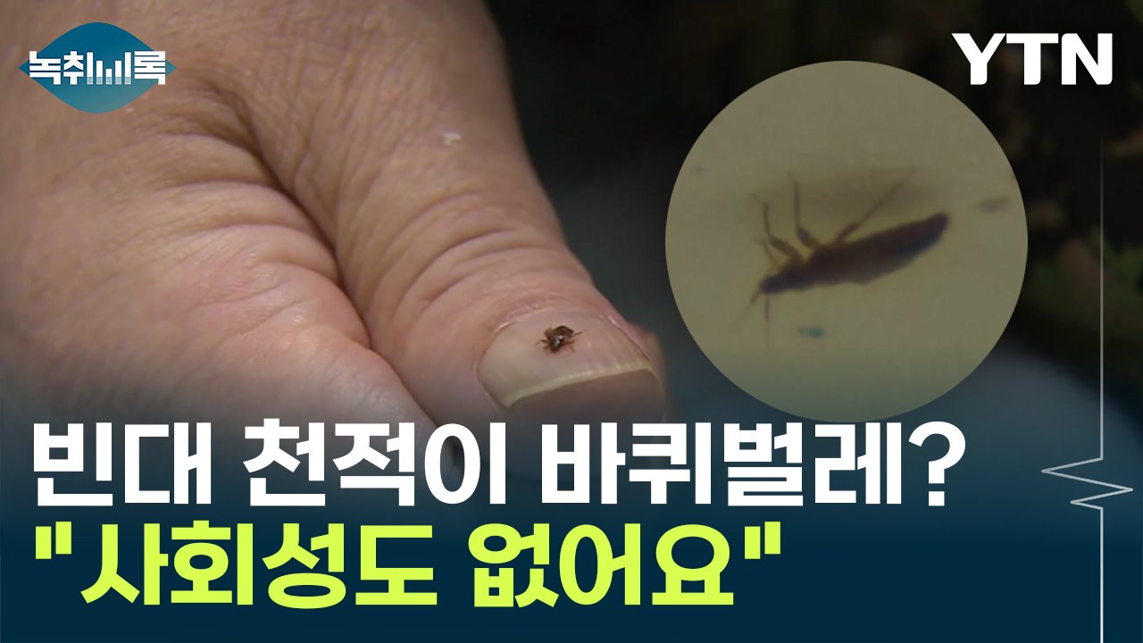 빈대 퇴치엔 바퀴벌레?...전문가 의견 들어보니 [Y녹취록]     / YTN
