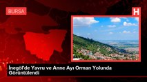 İnegöl'de Yavru ve Anne Ayı Orman Yolunda Görüntülendi