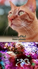 The Kiffness x Lonely Cat - Sometimes I'm Alone. Part 1