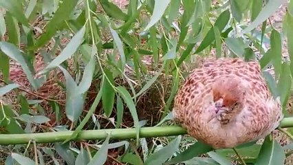 Jungli teetar on the tree 