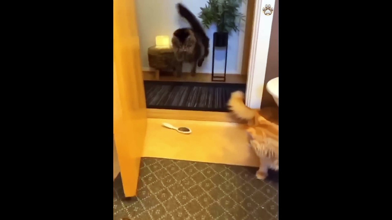 funny cat in action