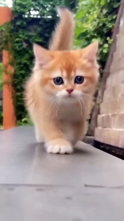 Cutie cat on going