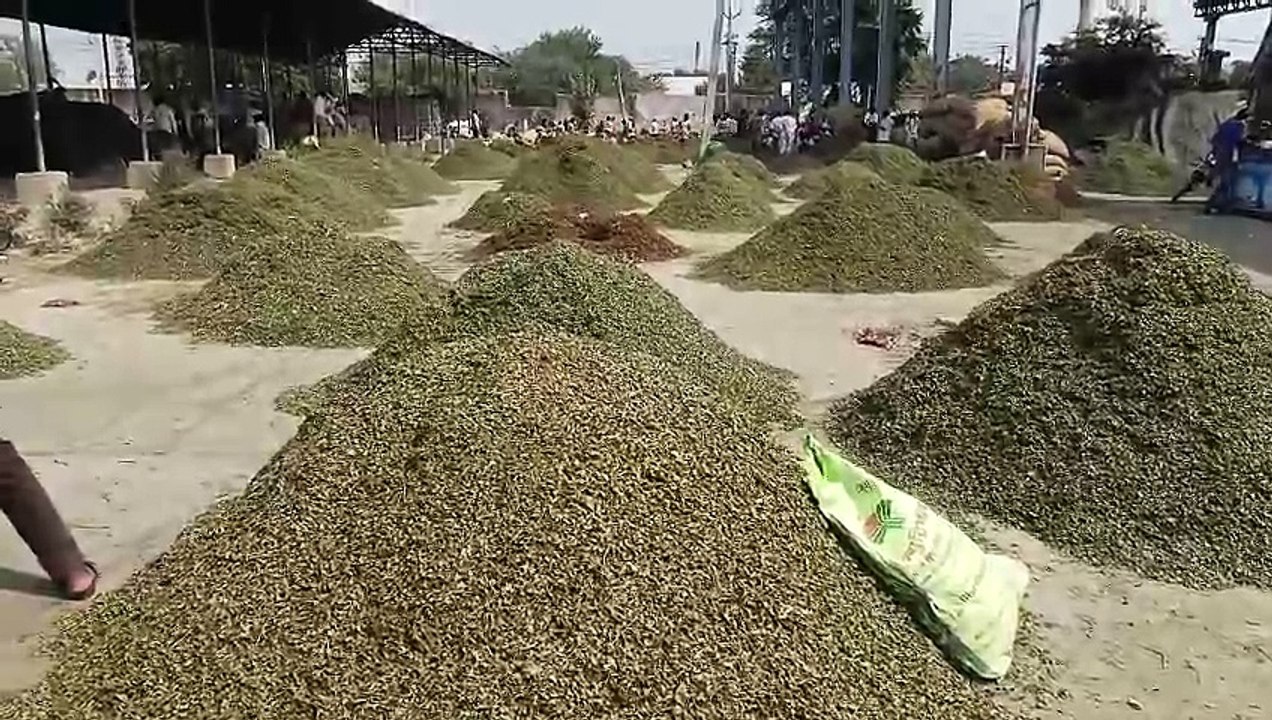Sojat's mehendi is incomplete without Bhawani Mandi