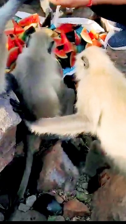 Bandar Ka Video, Viral Video, Trending Video, Animal's #Animals#Funnyanimals#Cuteanimals#Bandar