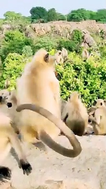 Mankey Shorts Video, Mankey Video, Honuman Shorts,#Shorts#Mankey#Animals