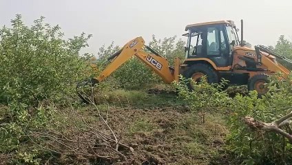 अमरूद के 430 पौधों पर चलाई जेसीबी