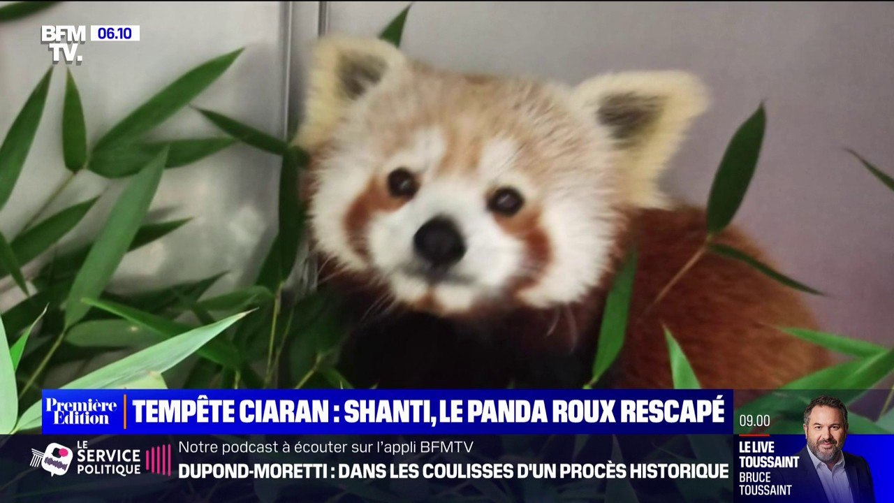Un panda roux rescapé de la tempête Ciarán dans le Morbihan