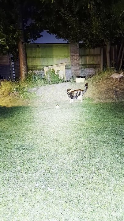 Fox Kit Plays Ball With Cat