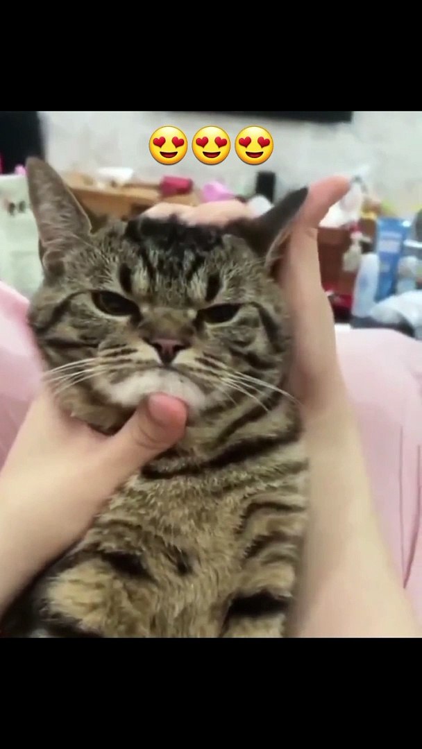 Cat - funny cat videos