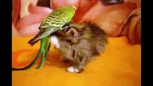 Funny cat GIF compilation