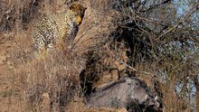 Leopard Catches Warthog in its Burrow - Stealth at its Best!