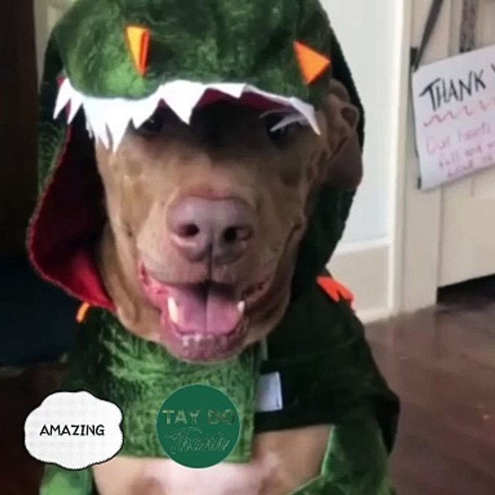 Dinosaurdog