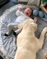 Heartwarming Moments: Cute Boy Playing with His Beloved Dog 