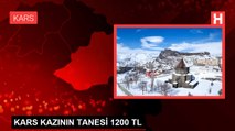 KARS KAZININ TANESİ 1200 TL