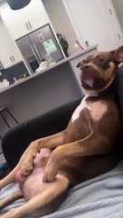 Forty Winks After Long Day Of Work