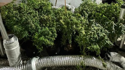 Yoğun koku ele verdi... Adeta bahçeye çevirmişler