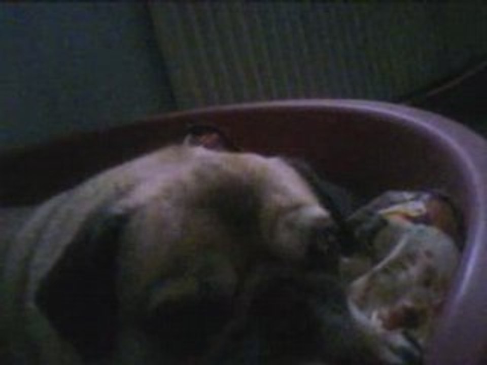 Carlin Pug baille