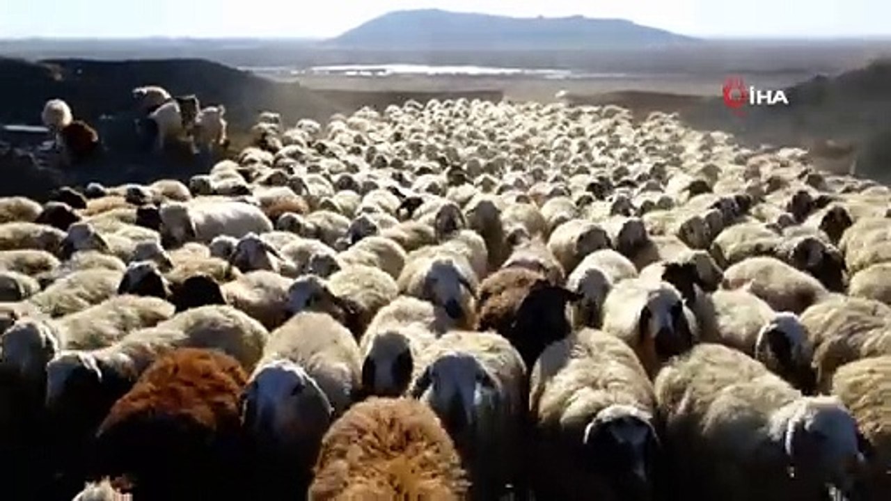 Kurt saldırısı sonucu 200 koyun telef oldu