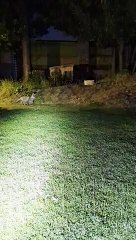 Fox Kit Plays Ball With Cat