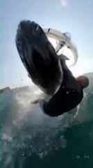 Humpback whale takes out surfer