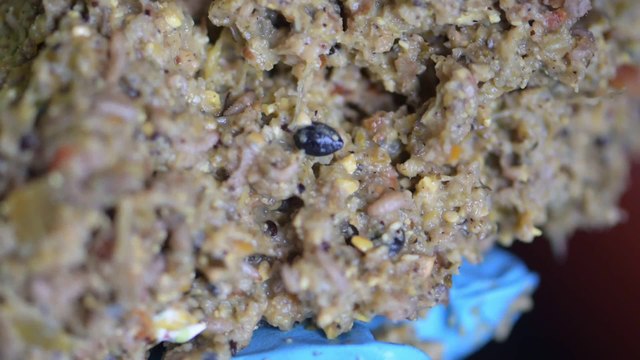 Delhaize fait appel aux larves pour consommer ses surplus alimentaires