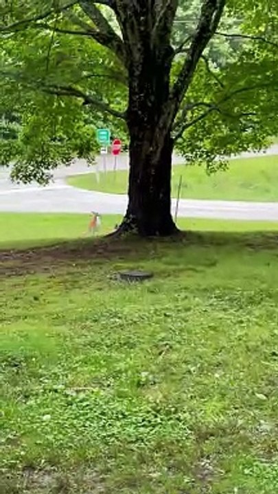 Dogs Interact With Doe