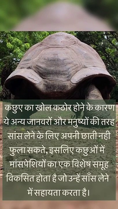 "कछुआ: अद्वितीय और डरावना दुनिया" 
