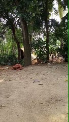 Bengali vlog video bangla