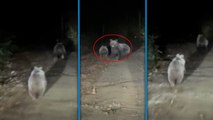Bursa'da orman yolunda otomobilin önüne çıkan yavru ile anne ayı kamerada