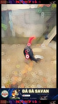 Trường Gà Savan Đá Gà Chọi C1 Trực Tiếp Savan | Xem Đá Gà Trực Tiếp Savan 368BET.LIVE #reels