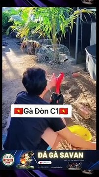 Trường Gà Savan Đá Gà Chọi C1 Trực Tiếp Dakcheung| Xem Đá Gà Trực Tiếp Dakcheung368BET.LIVE #reels