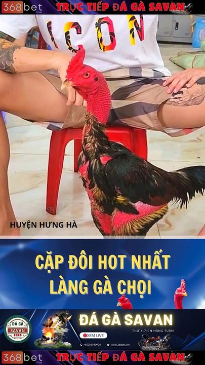 Trường Gà Dakcheung Đá Gà Chọi  C1 Trực Tiếp Dakcheung| Xem Đá Gà Trực Tiếp Dakcheung368BET.LIVE  #reels