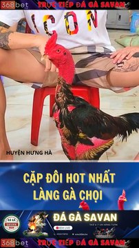 Trường Gà Dakcheung Đá Gà Chọi C1 Trực Tiếp Dakcheung| Xem Đá Gà Trực Tiếp Dakcheung368BET.LIVE #reels