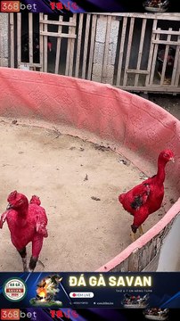 Trường Gà Dakcheung Đá Gà Chọi C1 Trực Tiếp Dakcheung Xem Đá Gà Trực Tiếp 368BET.LIVE #reels