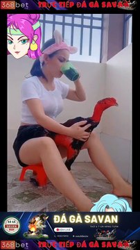 Trường Gà Dakcheung Đá Gà Chọi C1 Trực Tiếp Dakcheung| Xem Đá Gà Trực Tiếp Dakcheung368BET.LIVE #reels