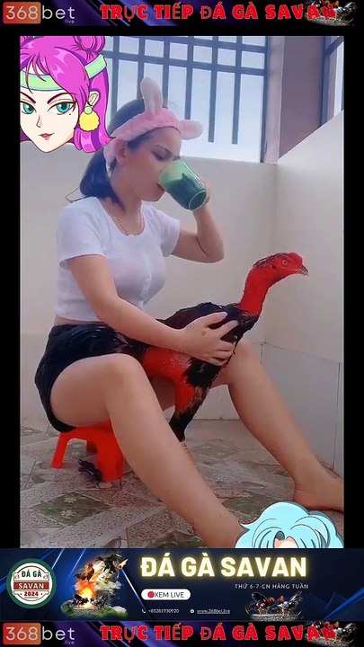 Trường Gà Dakcheung Đá Gà Chọi  C1 Trực Tiếp Dakcheung| Xem Đá Gà Trực Tiếp Dakcheung368BET.LIVE  #reels