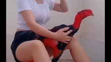 Trường Gà Dakcheung Đá Gà Chọi  C1 Trực Tiếp Dakcheung| Xem Đá Gà Trực Tiếp Dakcheung368BET.LIVE  #reels