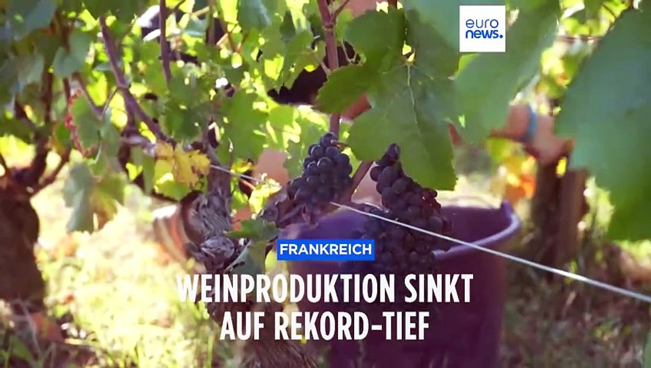 Weltweite Weinproduktion vor Rekordtief: Extremwetter ruiniert die Ernte