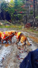 Socially Awkward But Happy To Be Invited